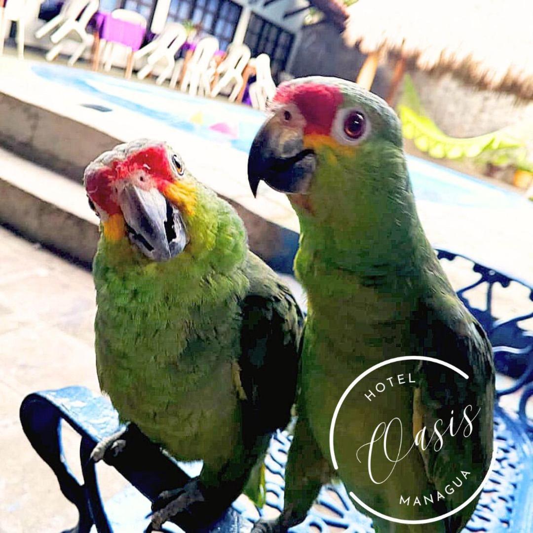 Managua Hotel Oasis Εξωτερικό φωτογραφία