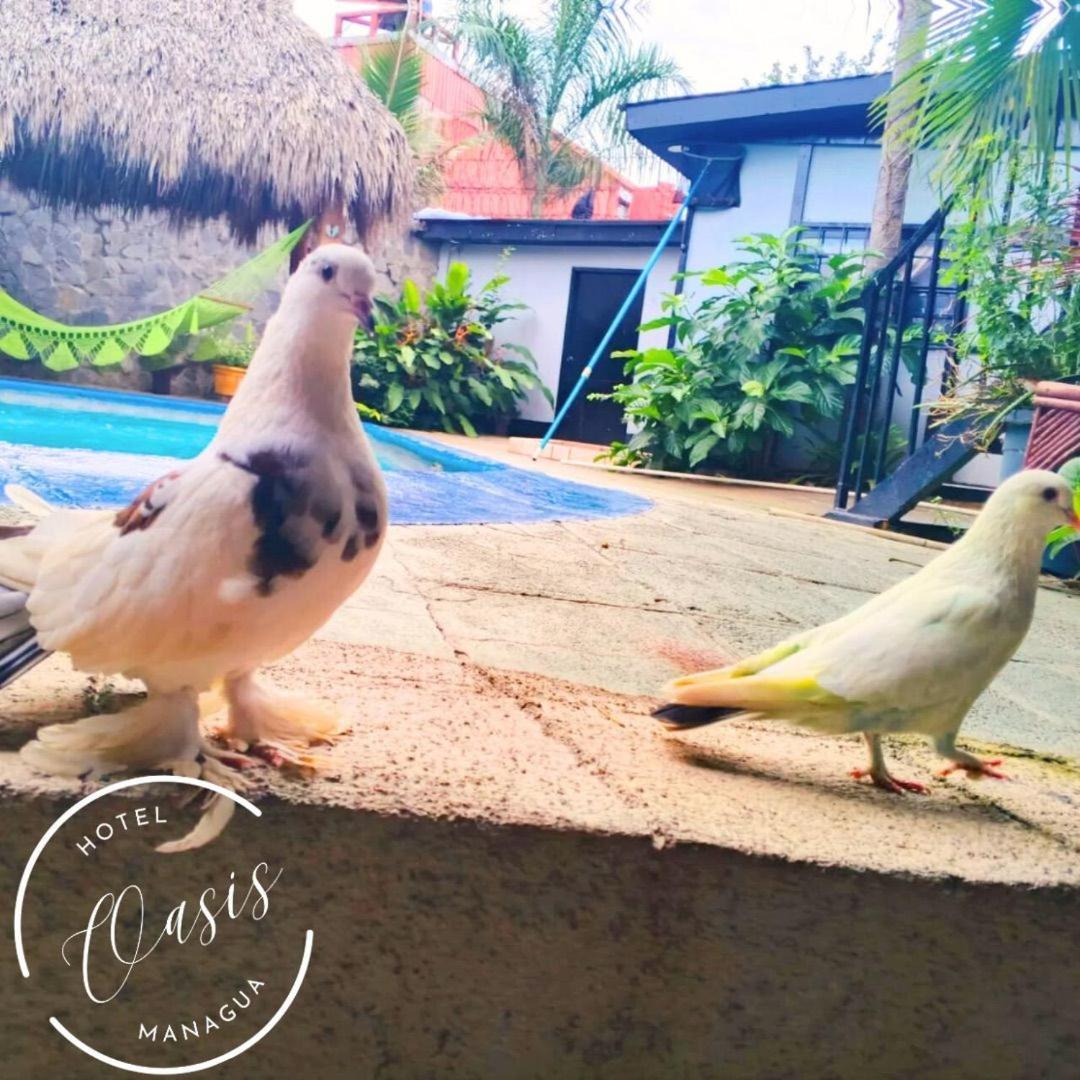 Managua Hotel Oasis Εξωτερικό φωτογραφία