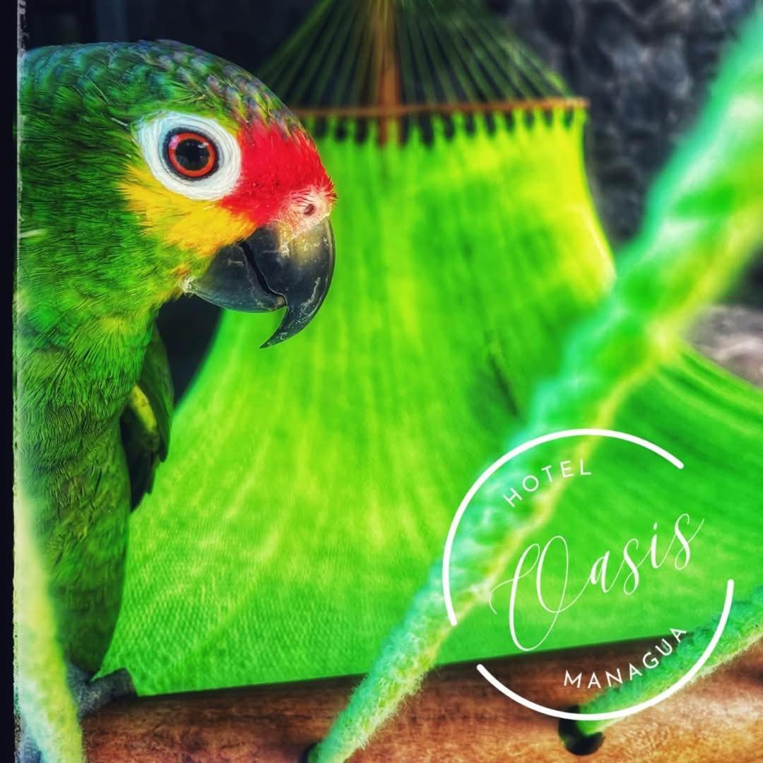 Managua Hotel Oasis Εξωτερικό φωτογραφία